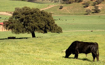 Taureau dans une dehesa vers Cadix