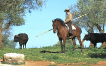 Un vacher à cheval et des taureaux