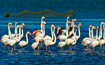 Flamants roses