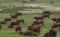Un troupeau de bovins